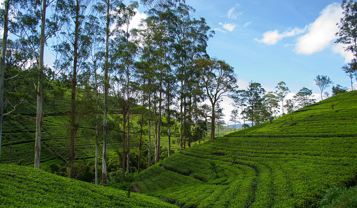 Bandarawela, Sri Lanka