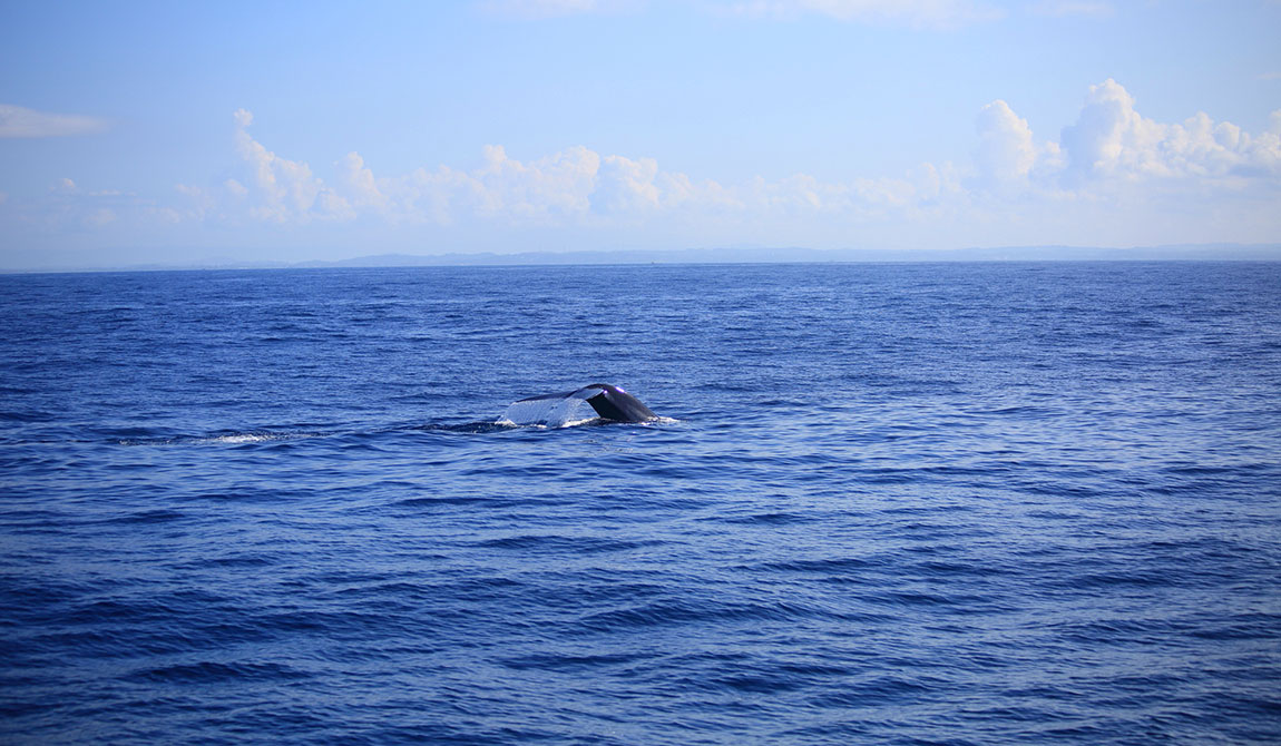 The Blue Whale