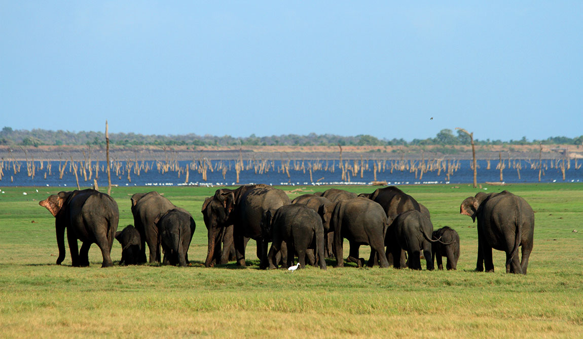 Best things to do in Minneriya National Park