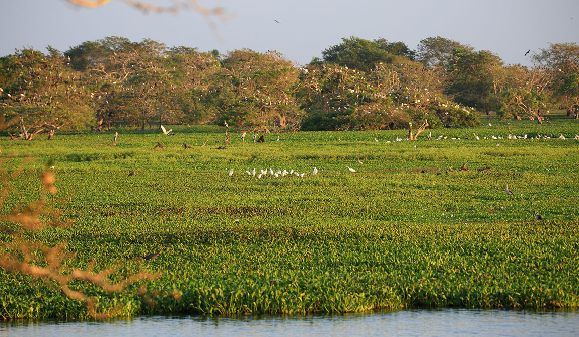 Best things to do in Nawadankulama