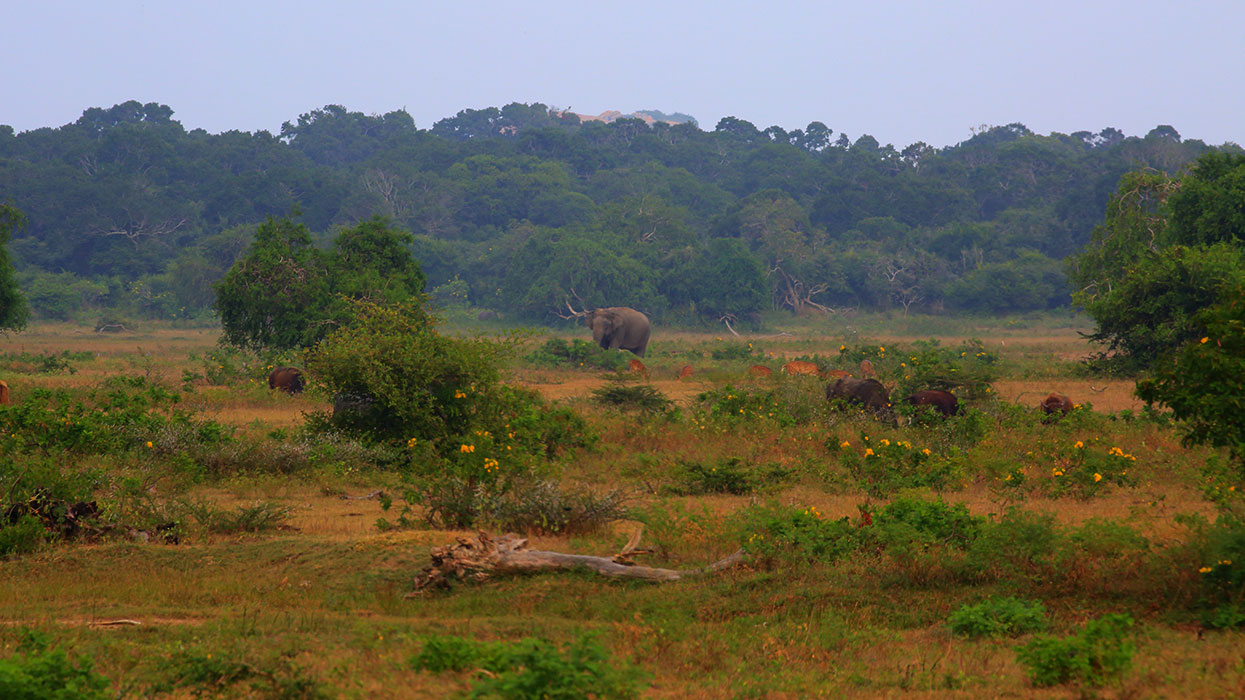 Best things to do in Yala