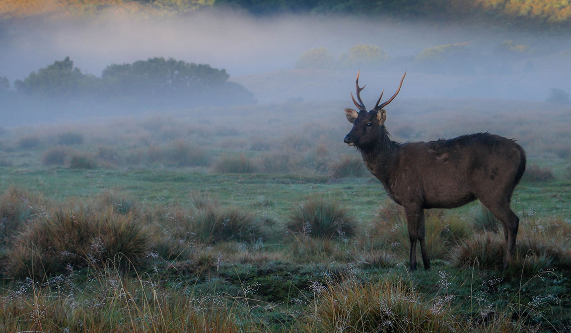 Horton Plains National Park