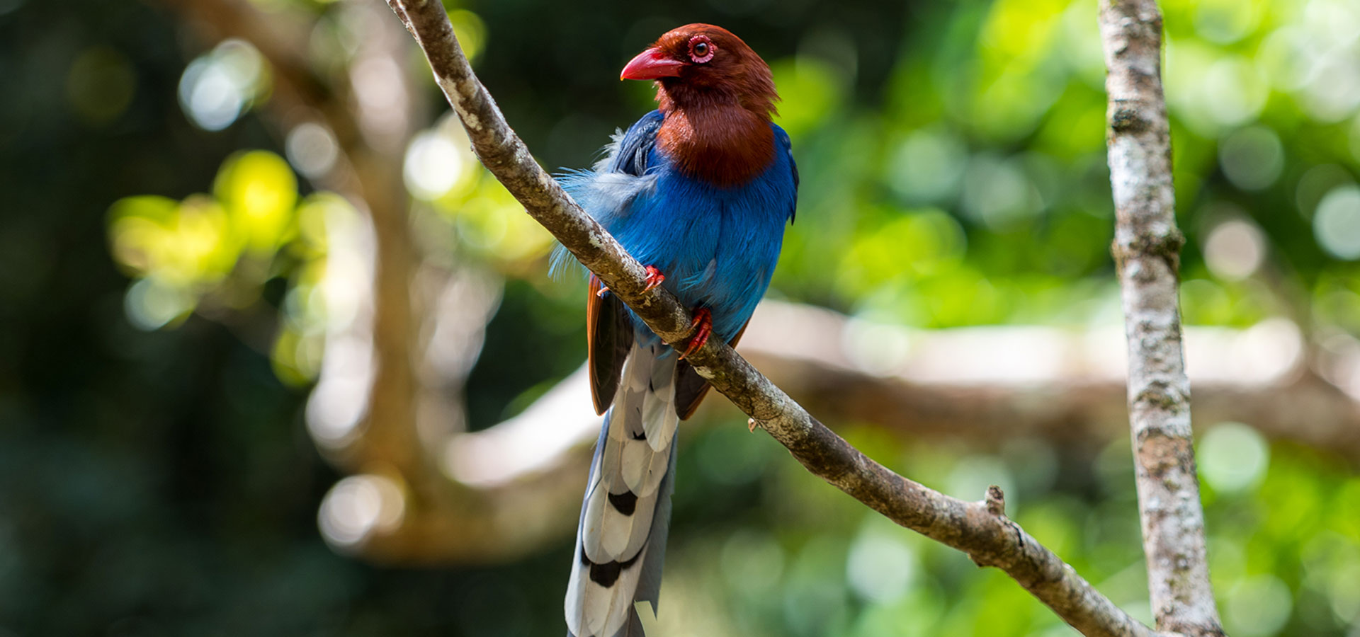 Sri Lanka Birds Watching Holidays, Safari Tours Sri Lanka, Birds Watching Tours in Sri Lanka, Sri Lanka Safari Tours, Safari Tour packages in Sri Lanka, Safari Holidays in Sri Lanka, Birds Watching Holidays Sri Lanka, Sri Lanka safari and Birds Watching Tours and Holidays in Sri Lanka