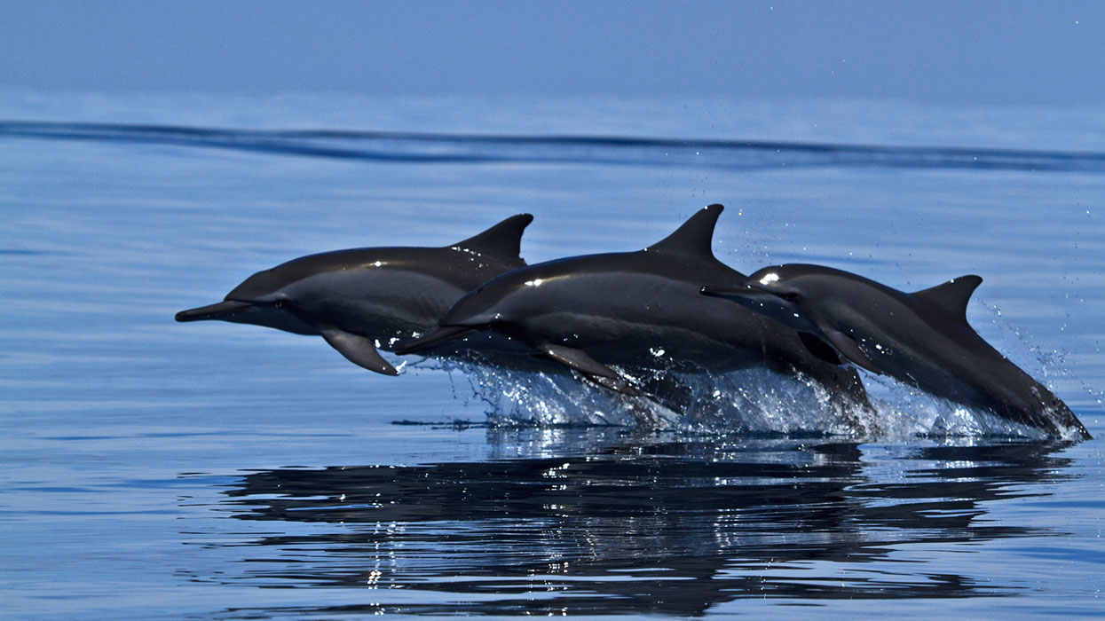 Dolphin watching in Kalpitiya