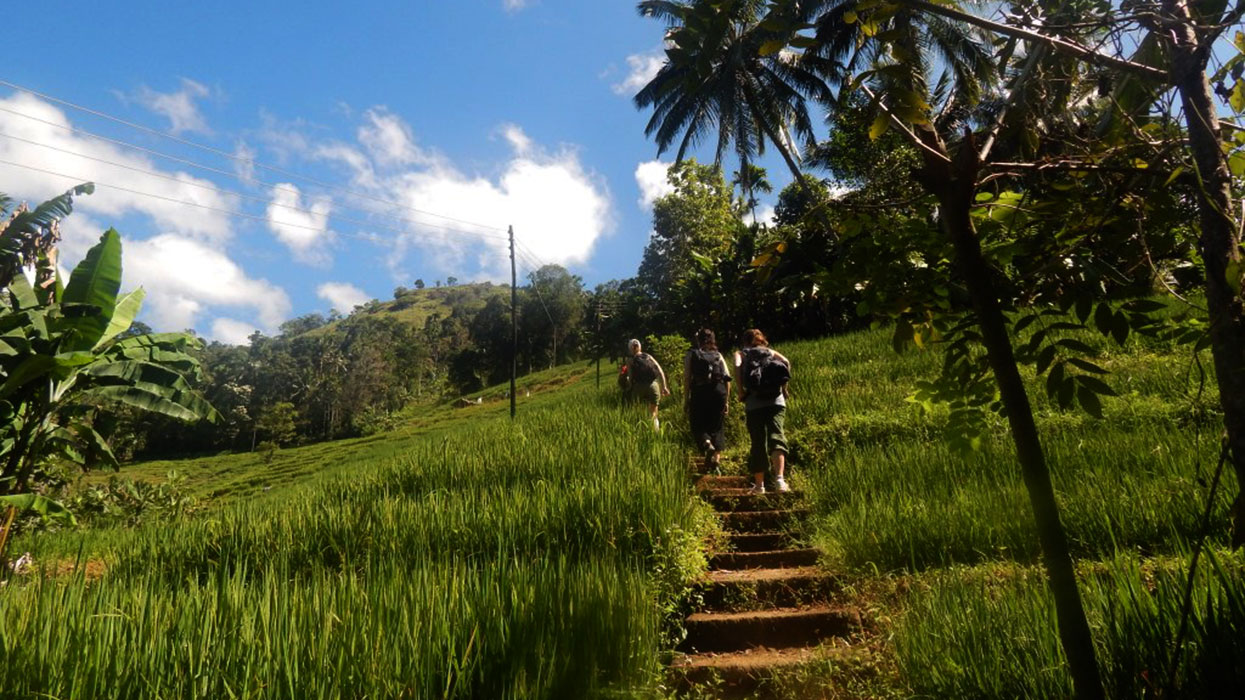 Kandyan Country Walk with a local