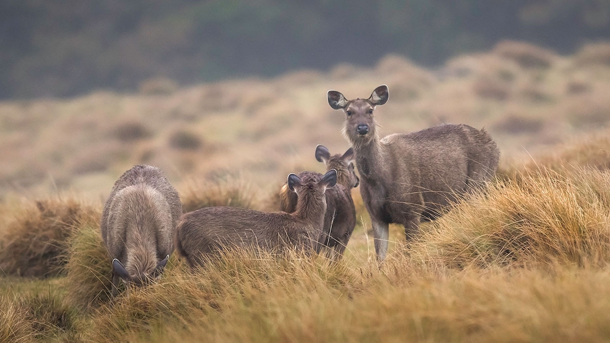 Horton Plains Nature Trail