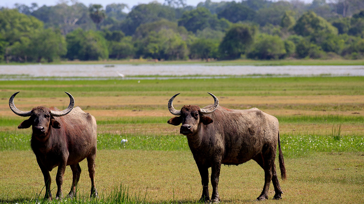 Kumana Safari Game Drives