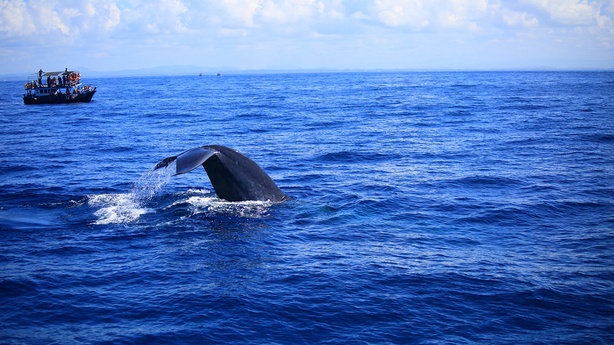 Mirissa Whale Watching