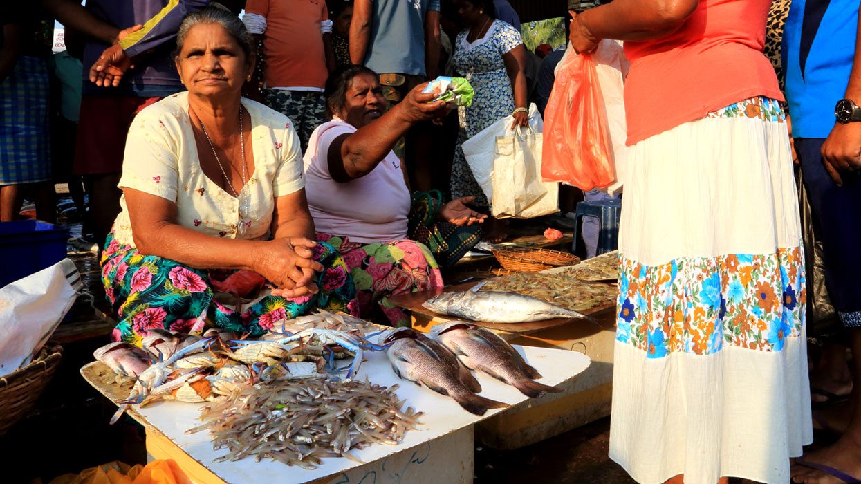 Negombo Lagoon Boat Tour, Sri lanka Boat tours, Negombo lagoon boat tours in Sri Lanka, River cruises in Negombo Sri Lanka, River activities in Negombo, Morning Lagoon Boat Tour