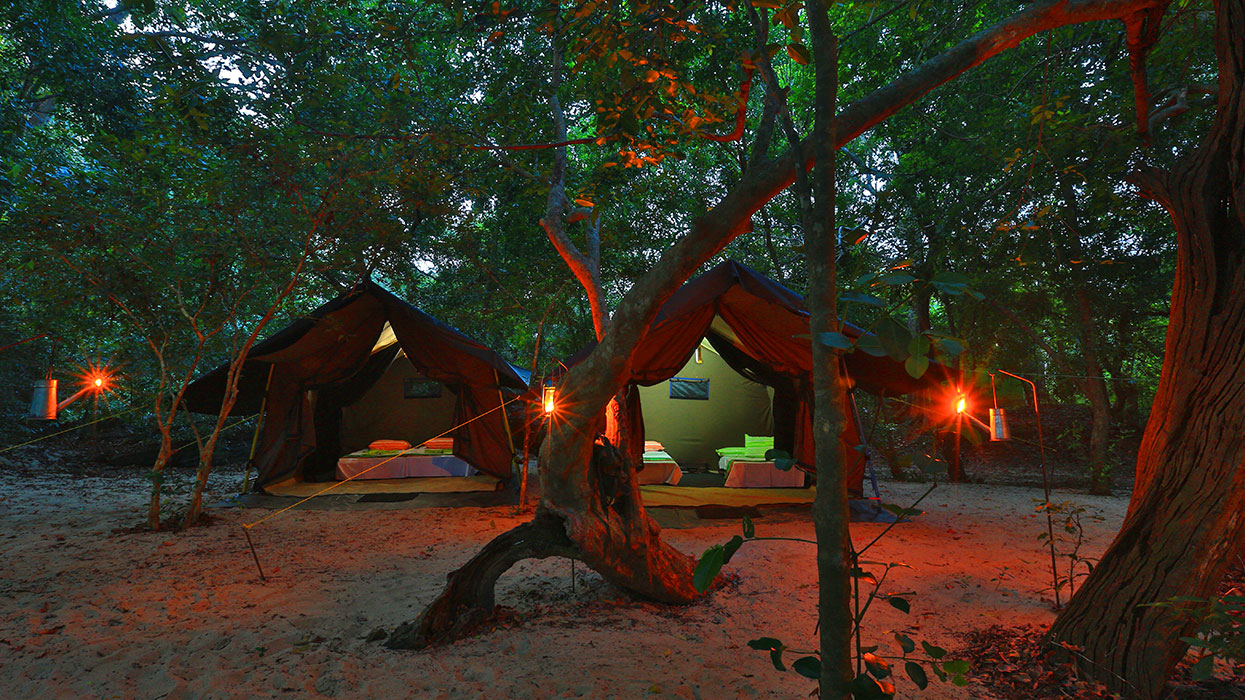 Stay in a Tented Safari Camp in Kumana