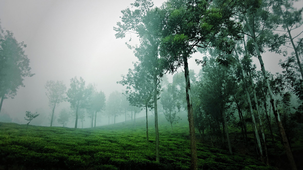 Scenic Train and Trekking Trips in Sri Lanka - Train trips in Tea estates and scenic trekking tours in Sri Lanka - Trekking Trips in Bandarawela, Haputale - Trekking in Haputale - Haputale Train Trips - Train Journey in Bandarawela, Haputale - Trekking & Hiking Trips in Sri Lanka