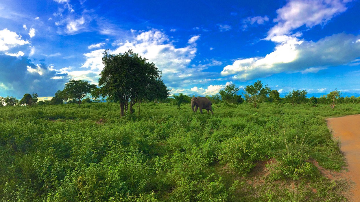 Udawalawe Safari Game Drives