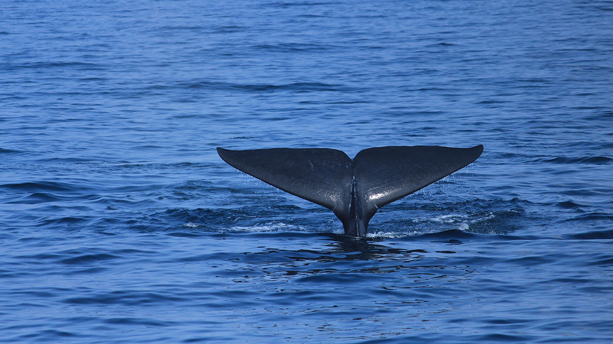 Mirissa and Weligama Whale Cruise
