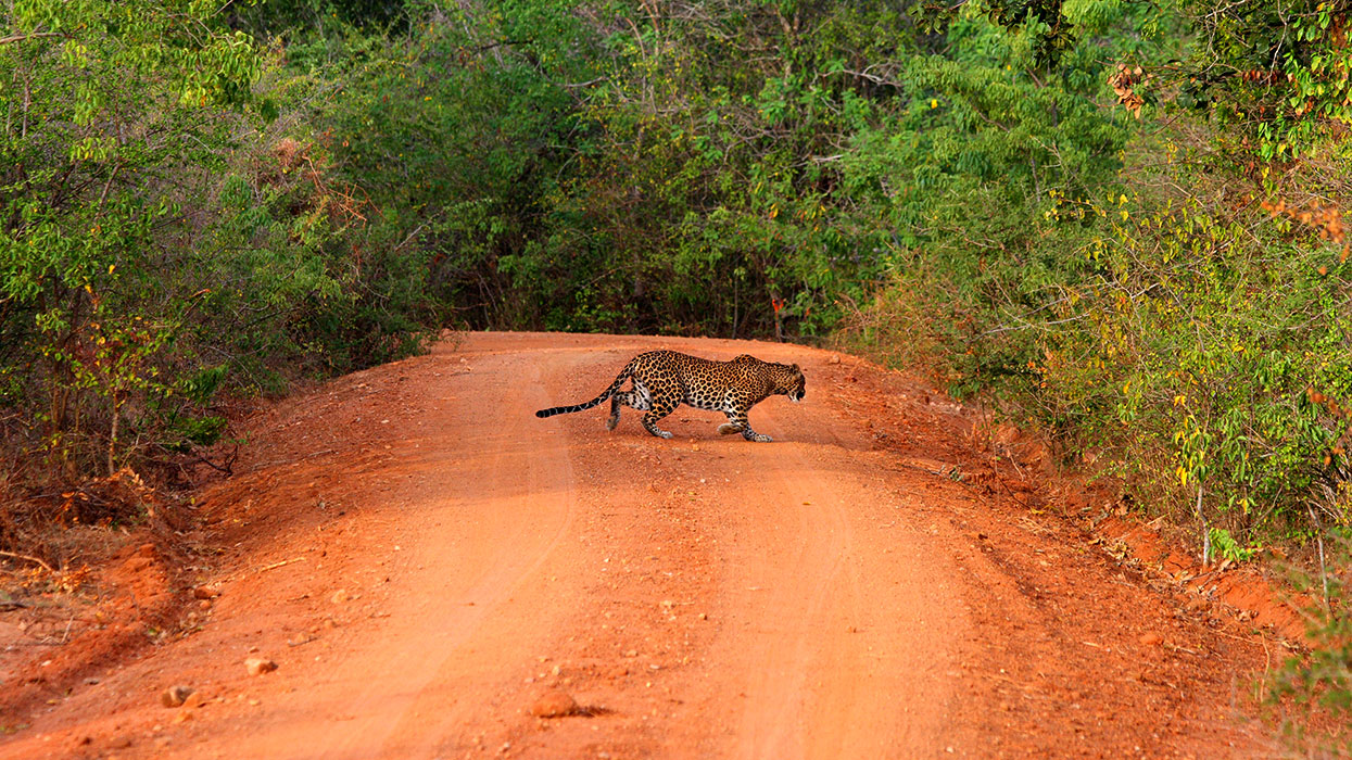 Yala Safari Game Drives