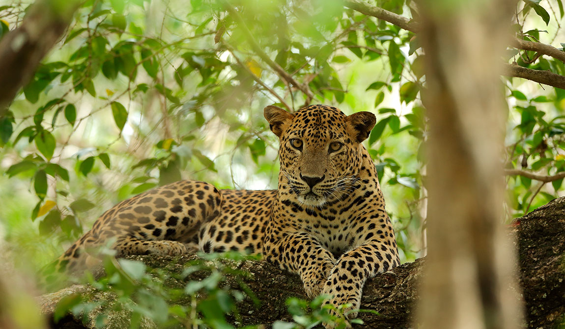 Sri Lankan Leopards