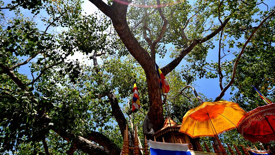 Jaya Sri Maha Bodhi – Anuradhapura, Sri Lanka