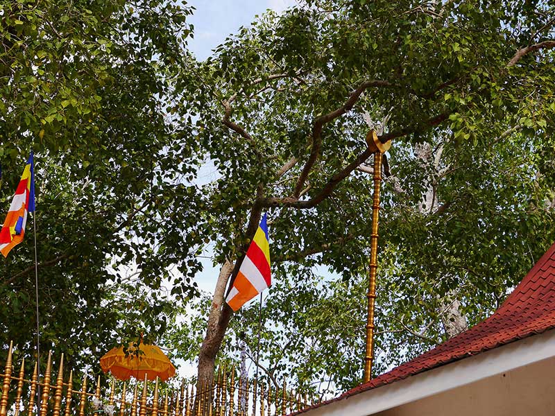 Jaya Sri Maha Bodhi – Anuradhapura, Sri Lanka
