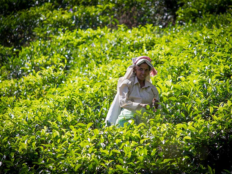 Bandarawela, Sri Lanka