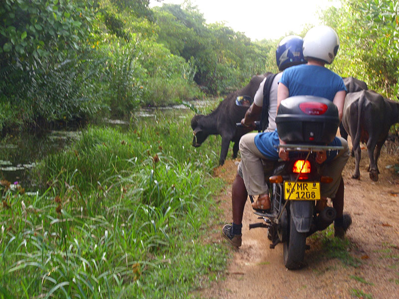 Country Walks in Bentota