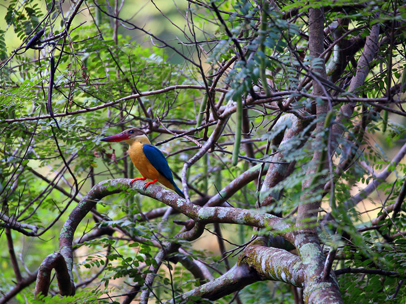Birds of Sri Lanka