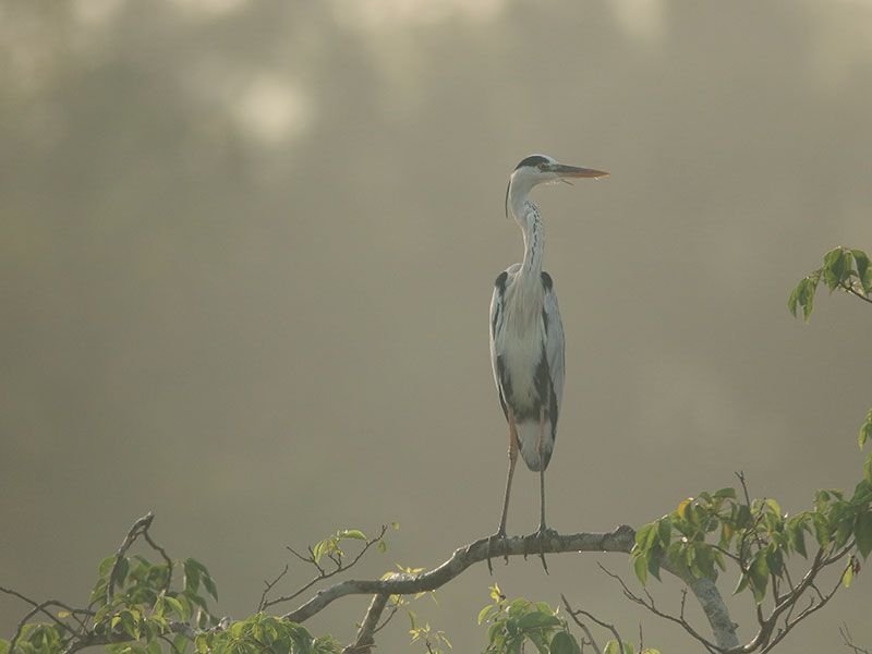 Birds of Sri Lanka