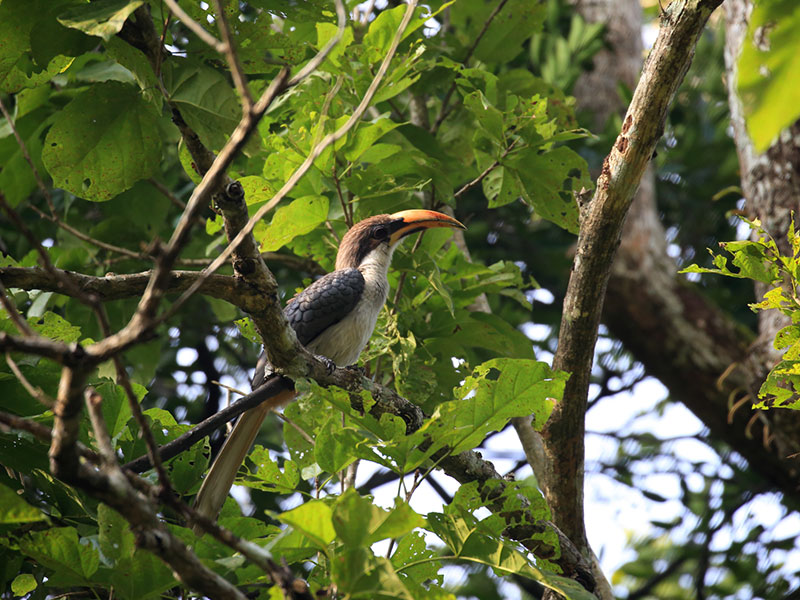 Birds of Sri Lanka