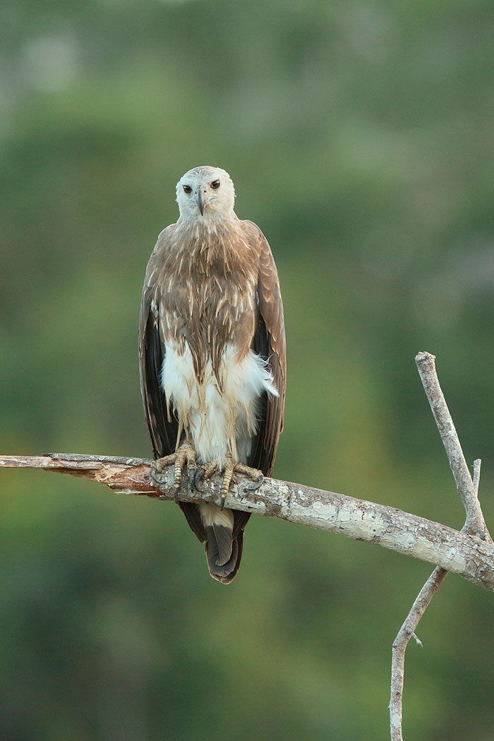 Birds of Sri Lanka