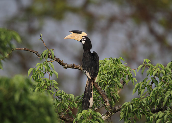 Birds of Sri Lanka