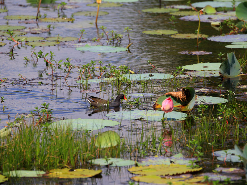 Birds of Sri Lanka