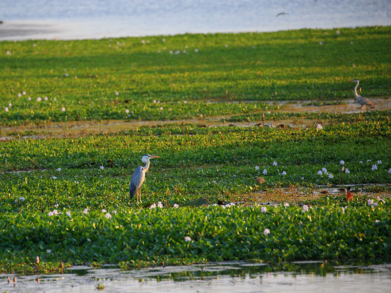Birds of Sri Lanka