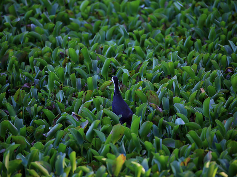 Birds of Sri Lanka