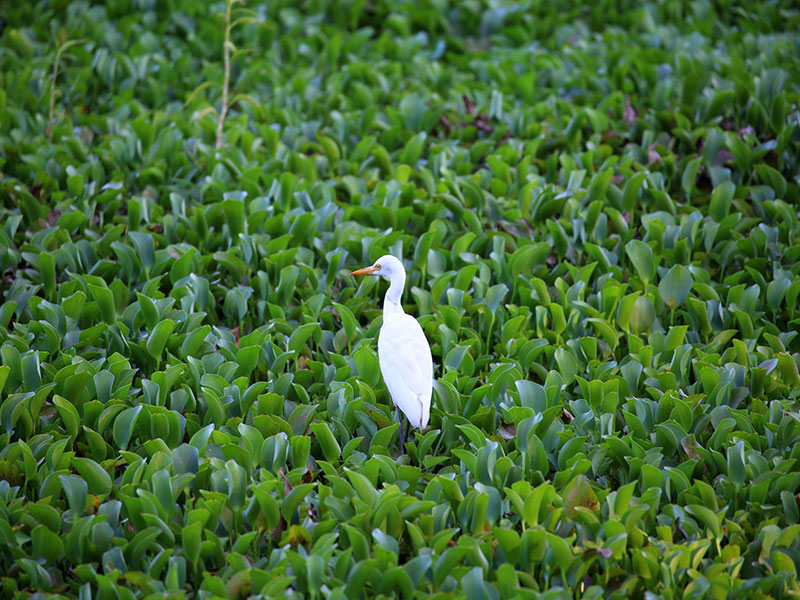 Birds of Sri Lanka