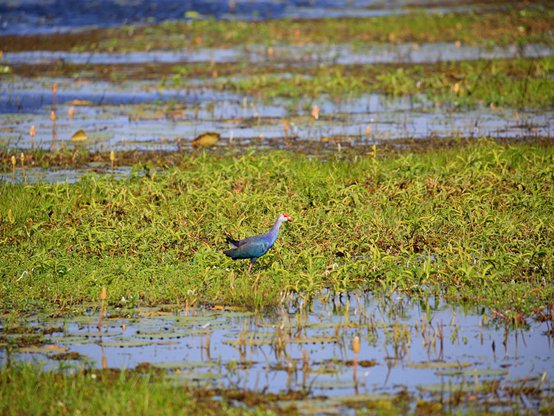 Birds of Sri Lanka
