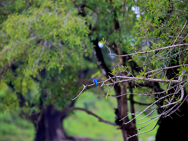 Birds of Sri Lanka