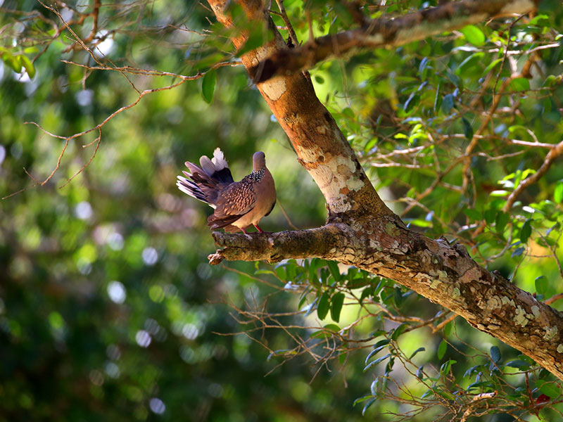 Birds of Sri Lanka