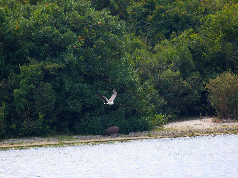 Birds of Sri Lanka