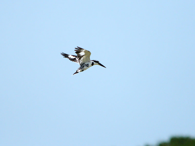 Birds of Sri Lanka