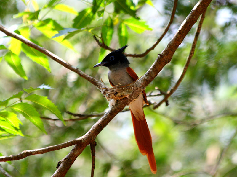 Birds of Sri Lanka