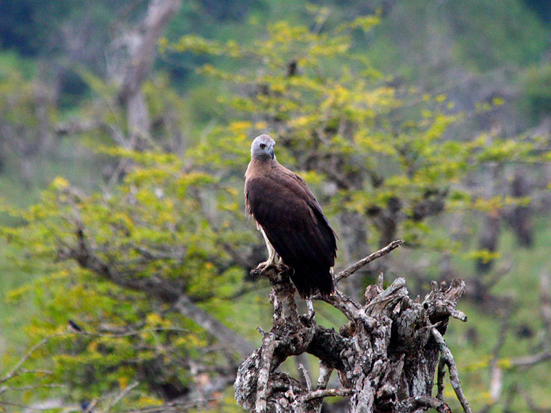 Birds of Sri Lanka