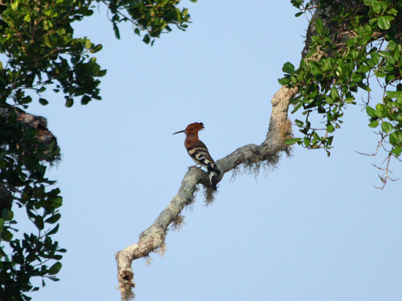 Birds of Sri Lanka