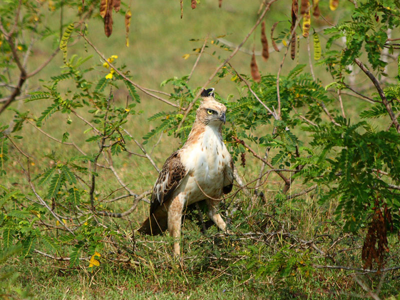 Birds of Sri Lanka