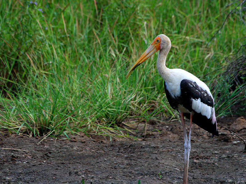 Birds of Sri Lanka