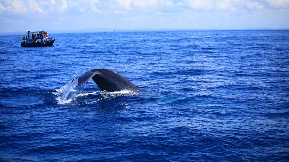 The Blue Whale