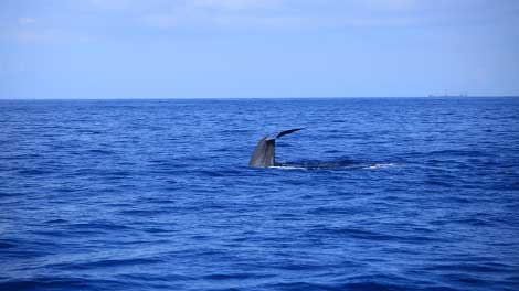 The Blue Whale