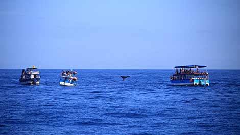 The Blue Whale