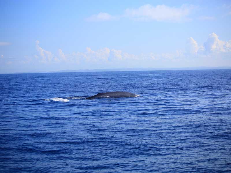 The Blue Whale