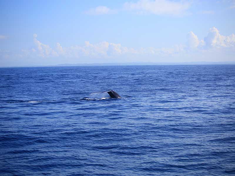 The Blue Whale