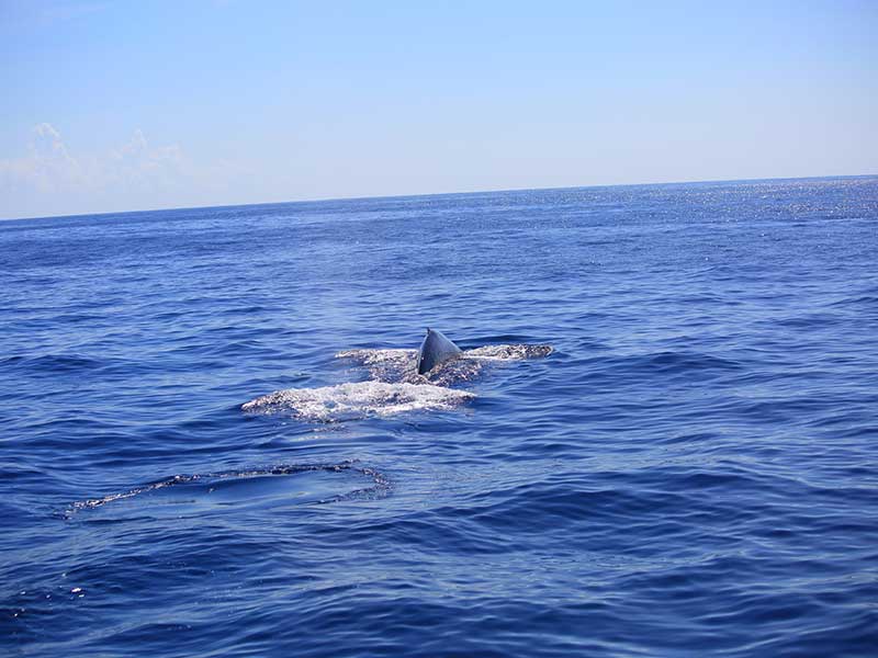 The Blue Whale