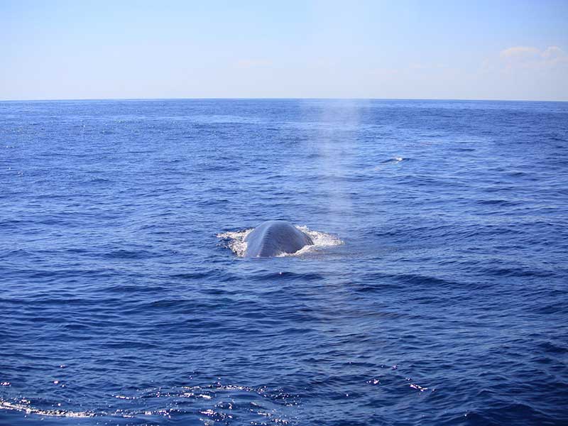 The Blue Whale