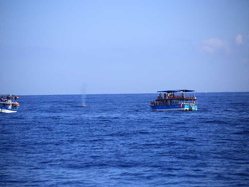 The Blue Whale